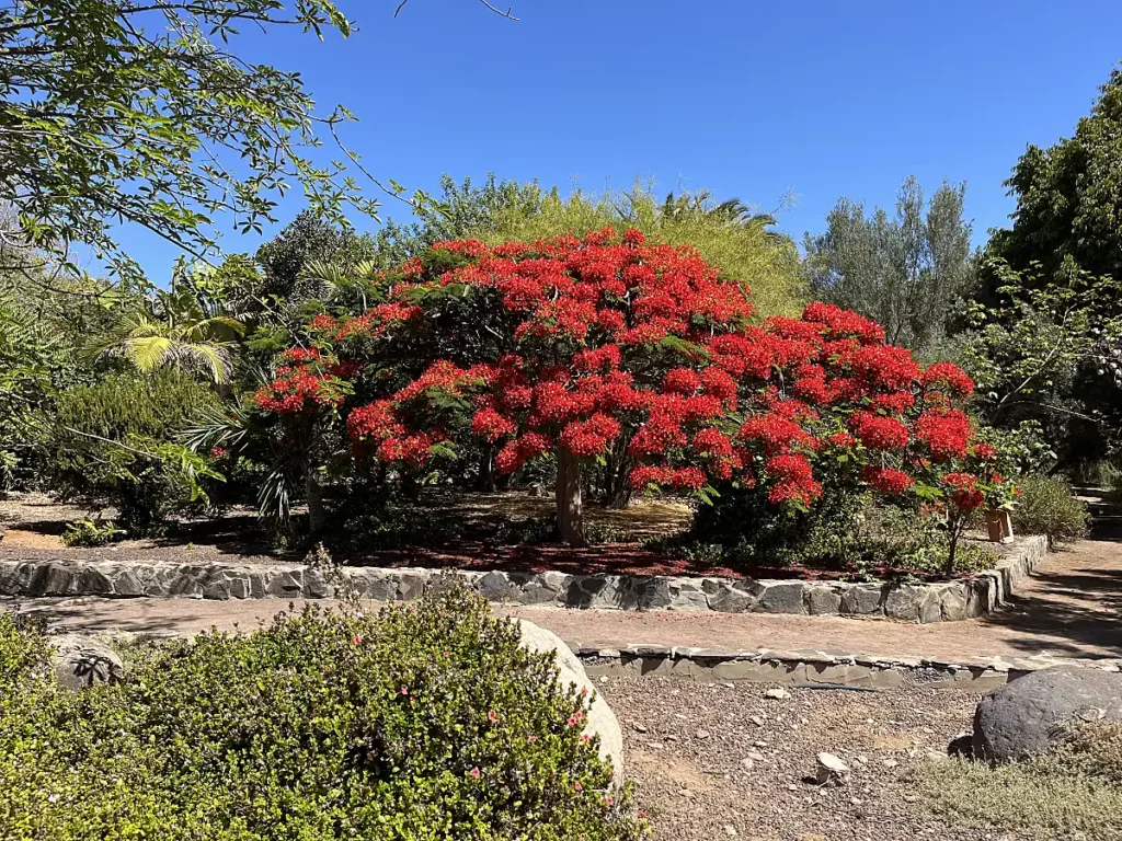 Der Flammenbaum im botanischen Garten von Maspalomas / Playa del Ingles